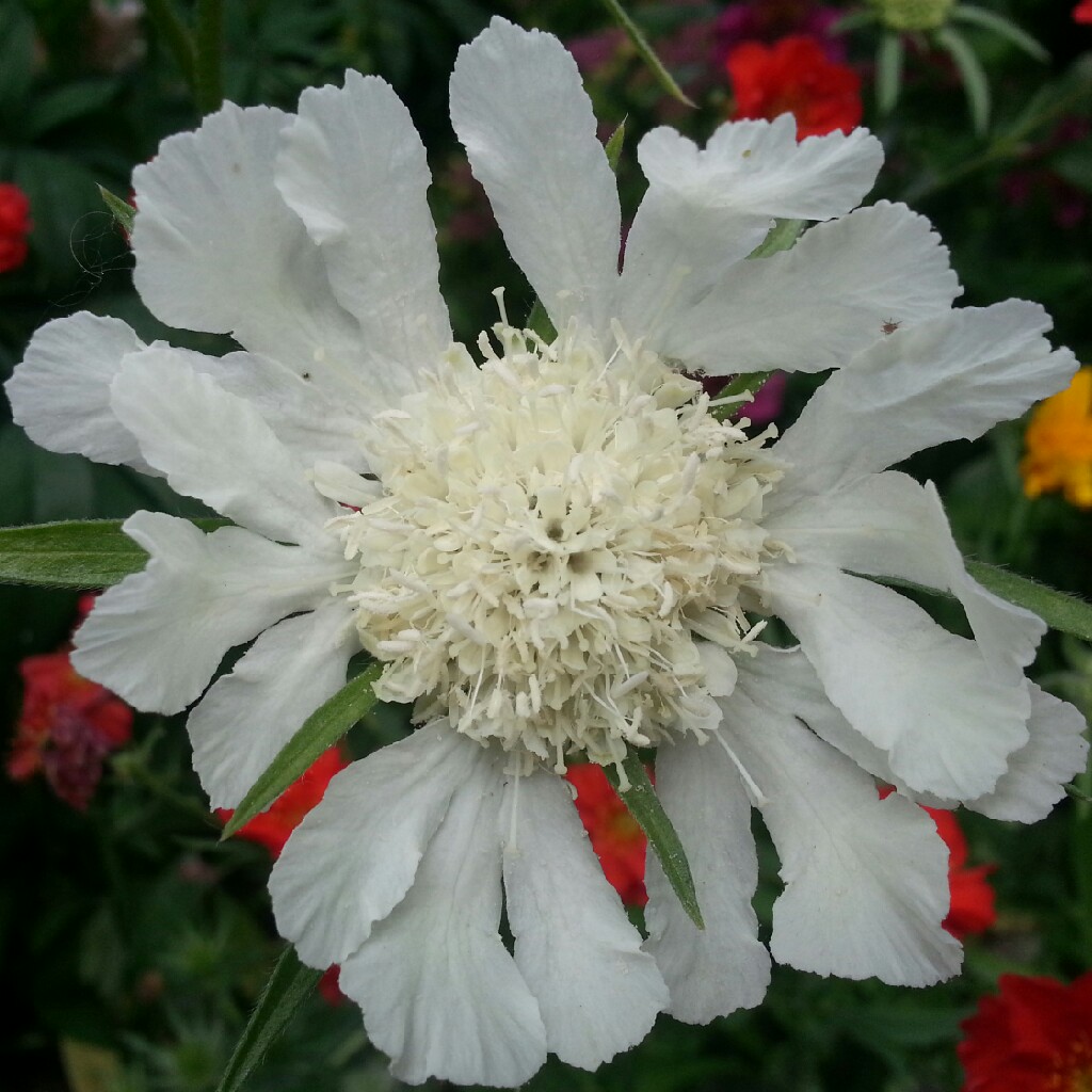 Plant image Scabiosa caucasica 'Alba'