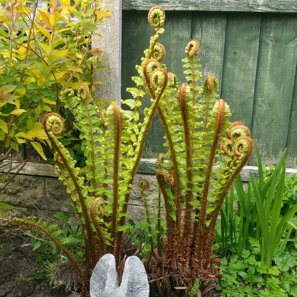 Dryopteris filix-mas