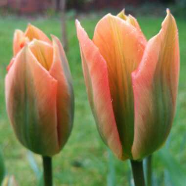 Tulipa 'Orange Emperor'