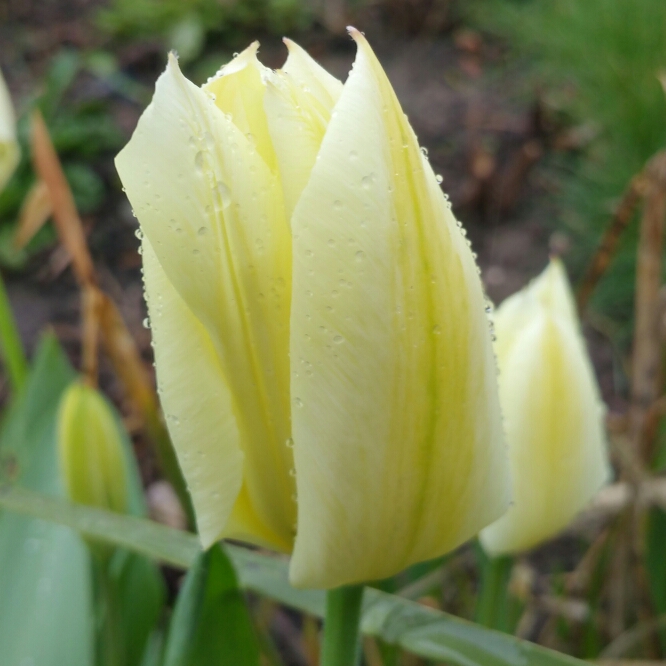 Plant image Tulipa 'Purissima' syn. Tulipa 'White Emperor'