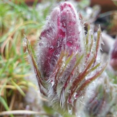 Pulsatilla rubra syn. Pulsatilla vulgaris 'Rubra'