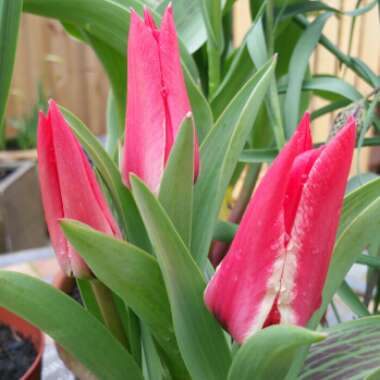 Tulipa 'Pinocchio'