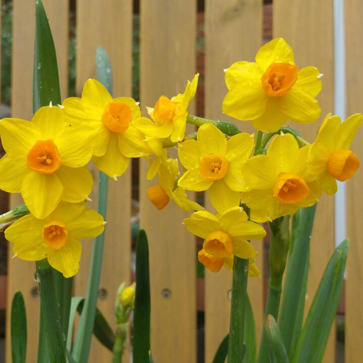 Plant image Narcissus 'Hoopoe'