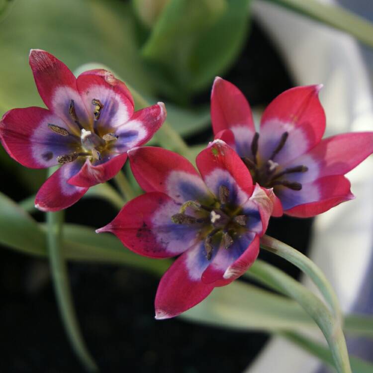 Plant image Tulipa 'Little Beauty' syn. Tulipa humilis 'Little Beauty'