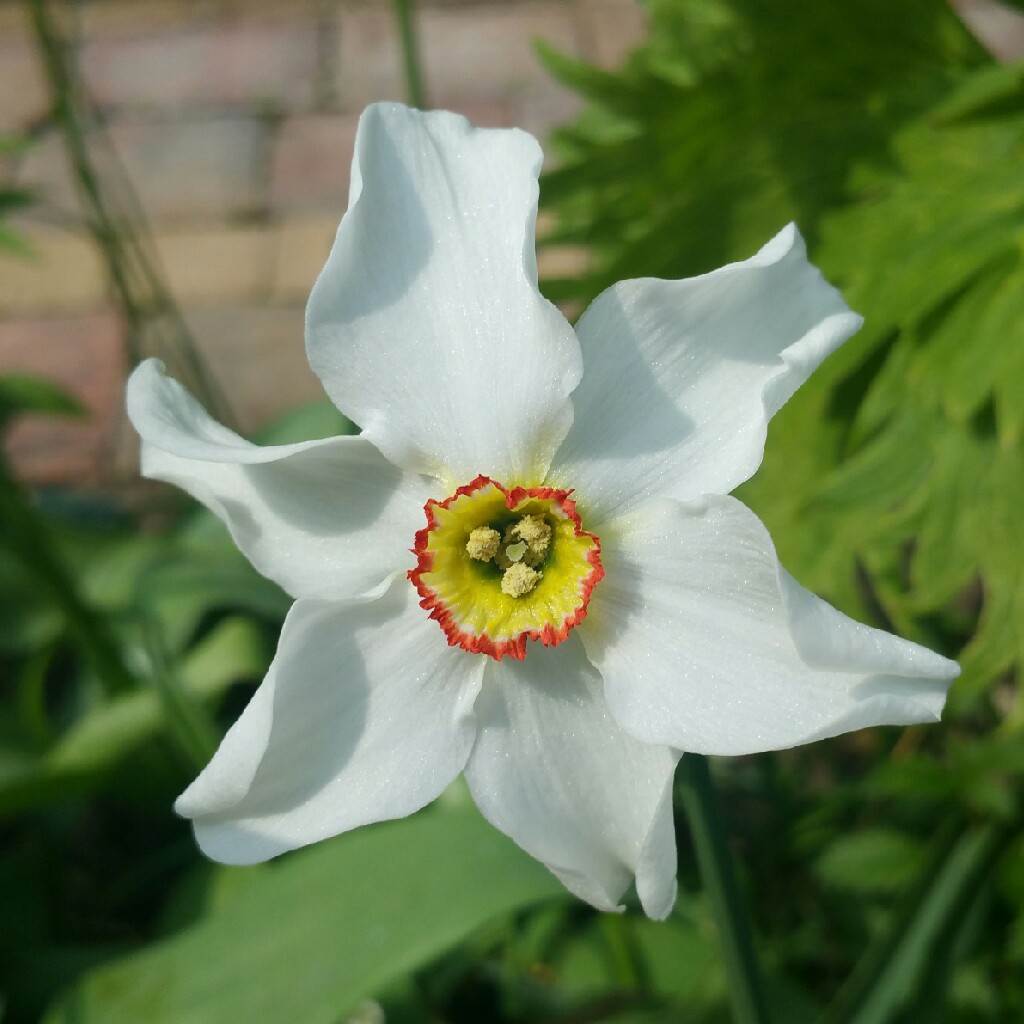 Narcissus poeticus var. recurvus syn. Narcissus 'Pheasant's Eye'