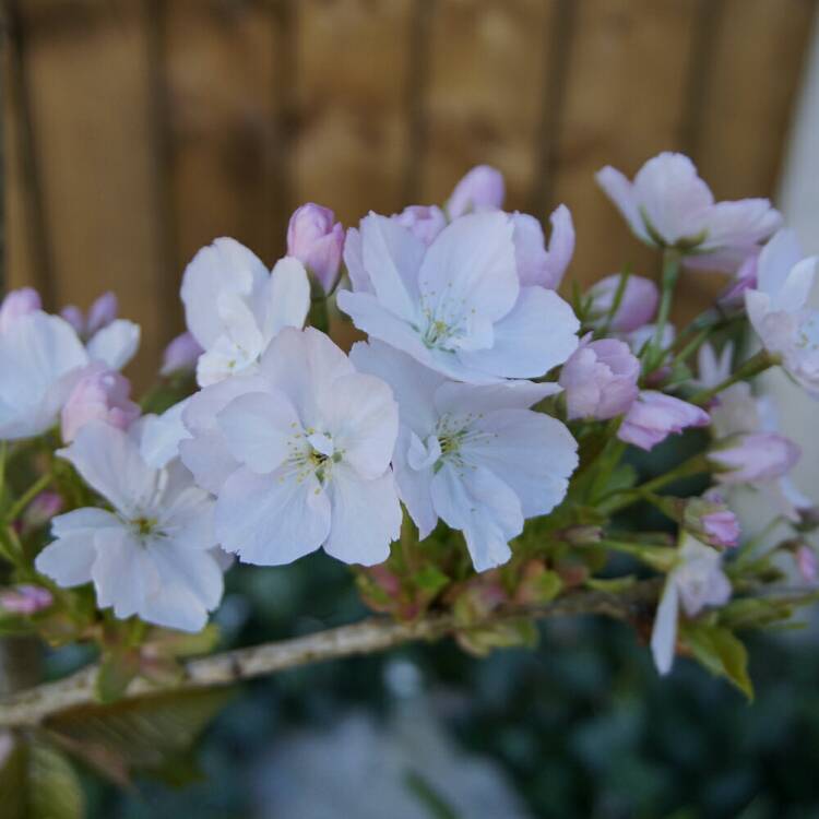 Plant image Prunus Serrulata 'Amanogawa'