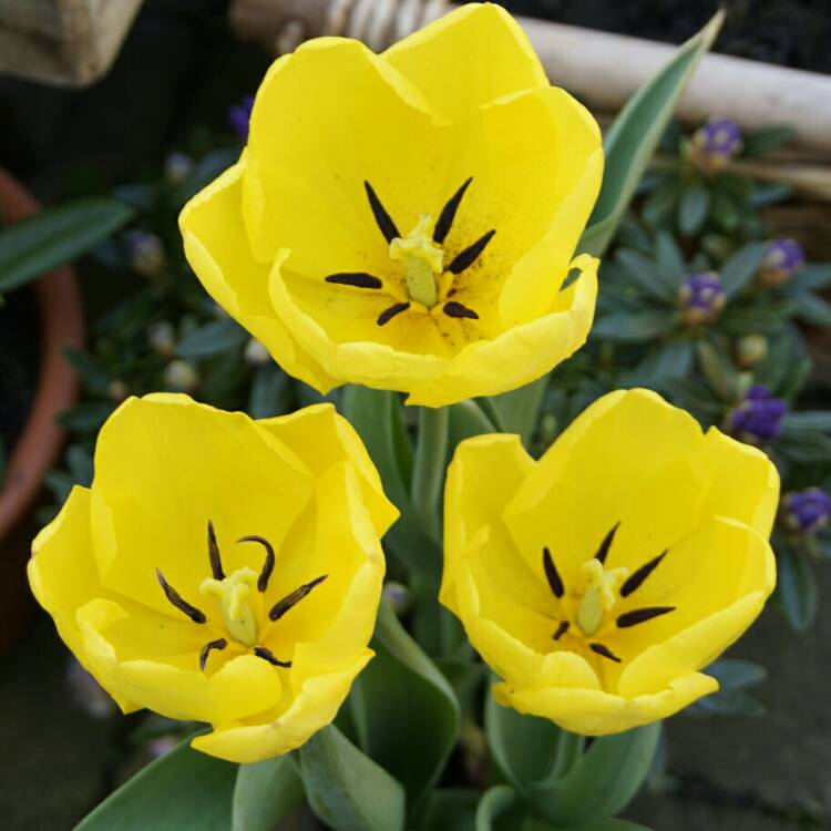 Plant image Tulipa 'Kikomachi'