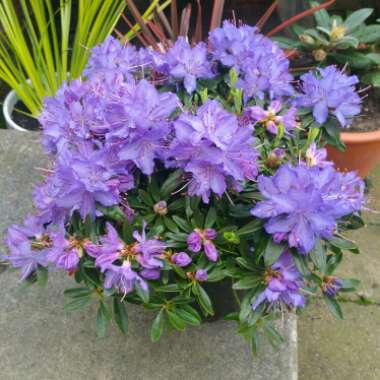 Rhododendron 'Night Sky'