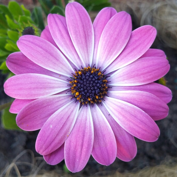 Plant image Osteospermum ecklonis 'Serenity Pink Magic'