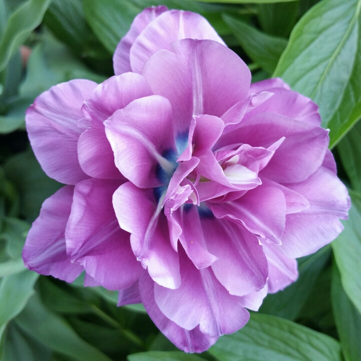 Plant image Tulipa 'Blue Spectacle'