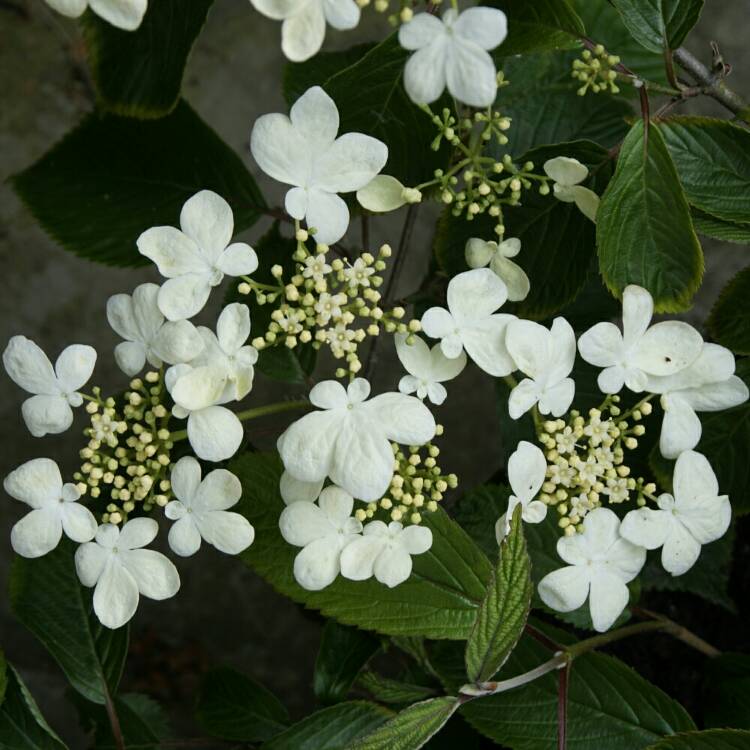 Plant image Viburnum plicatum f. tomentosum 'Jww5' syn. Viburnum 'Kilimanjaro Sunrise'