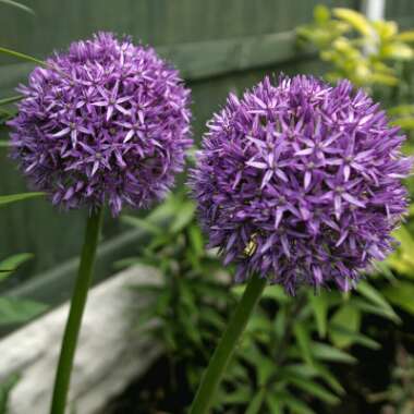 Allium 'Globemaster'