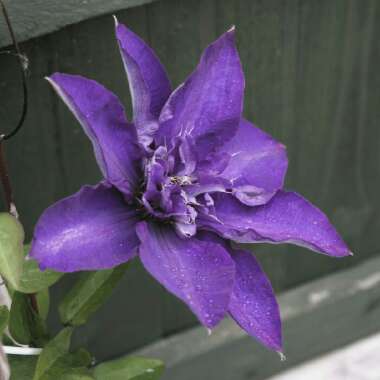 Clematis 'Multi Blue'