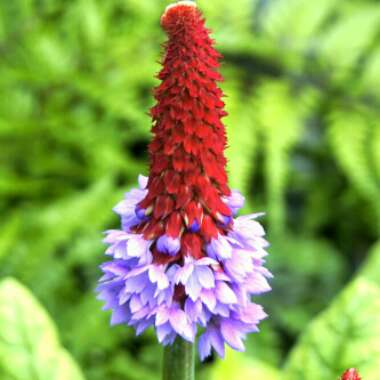 Primula vialii