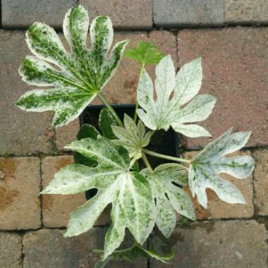 Fatsia japonica 'Spider's Web'