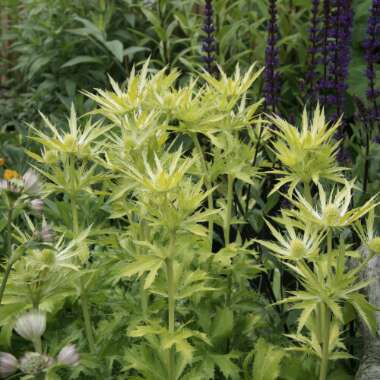 Eryngium x zabelii 'Neptune's Gold'