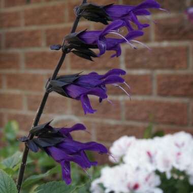 Salvia 'Amistad'