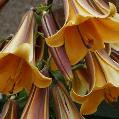 Lilium 'African Queen'