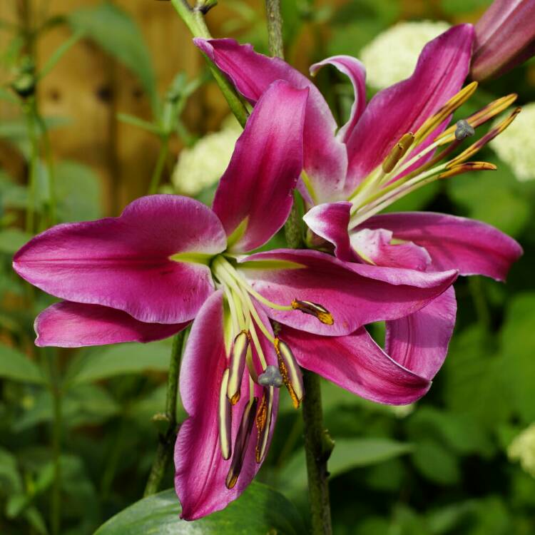 Lilium 'Fujian', Lily 'Fujian' (Other) - uploaded by @OICANALP