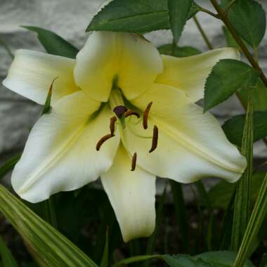 Lilium 'Pretty Woman'