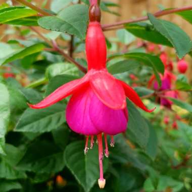 Fuchsia 'Beacon'