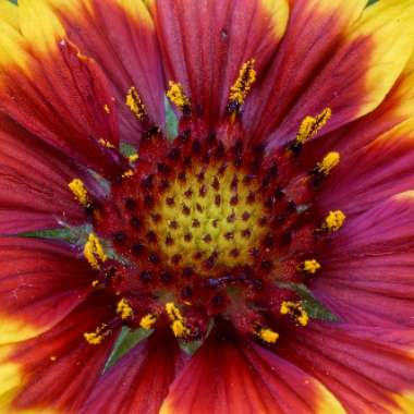 Gaillardia aristata 'Sunrita'