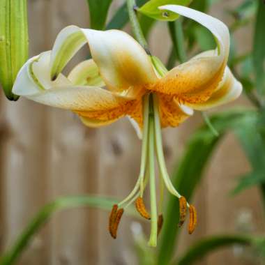 Lilium 'Lady Alice'