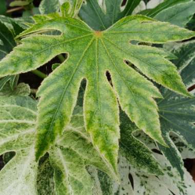 Fatsia japonica 'Spider's Web'