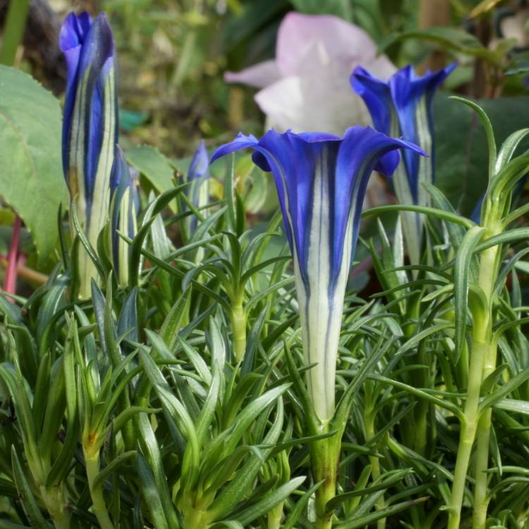 Plant image Gentiana sino-ornata