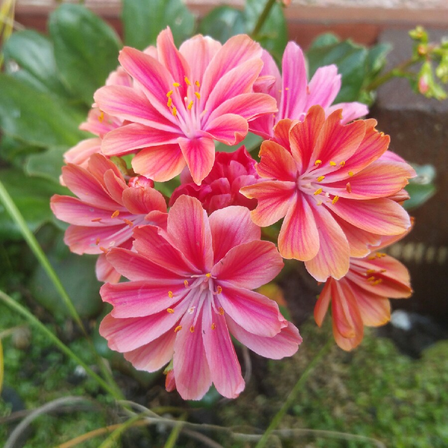 Lewisia cotyledon 'Elise Mixed' (Mix)