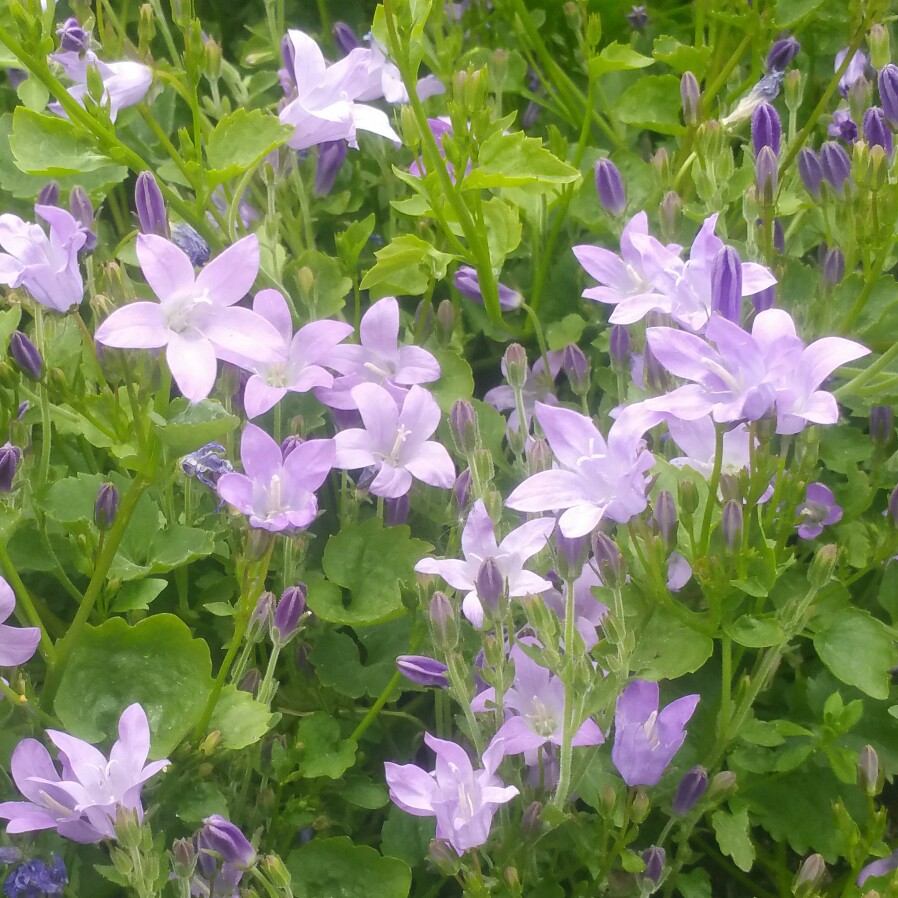 Plant image Campanula Muralis Syn. C. Portenschlagiana