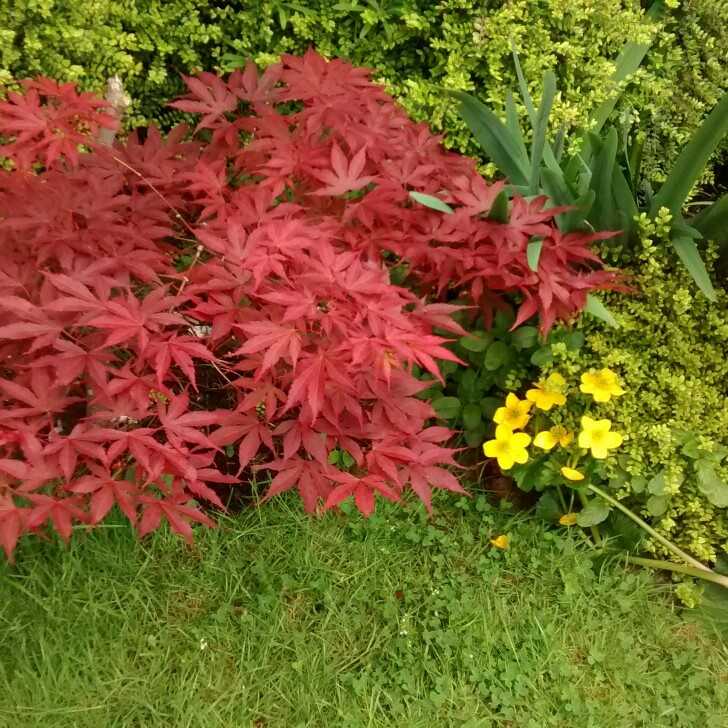 Japanese Maple