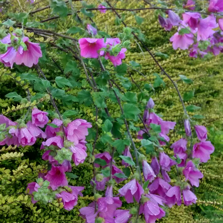 Tree Mallow 'Rosea'