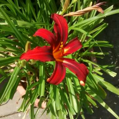 Daylily