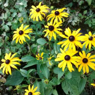 Coneflower (Rudbeckia)