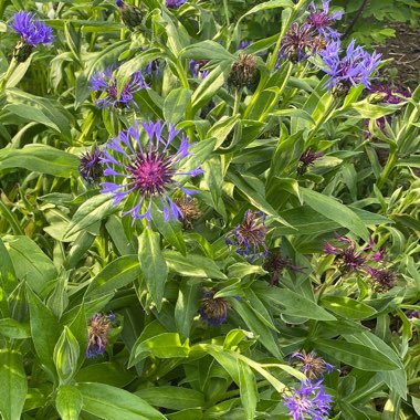 Perennial Cornflower