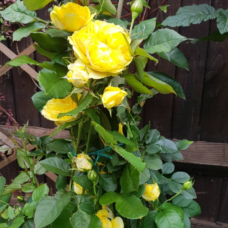 Plant image Alcea rosea 'Chater's Double Group Yellow'