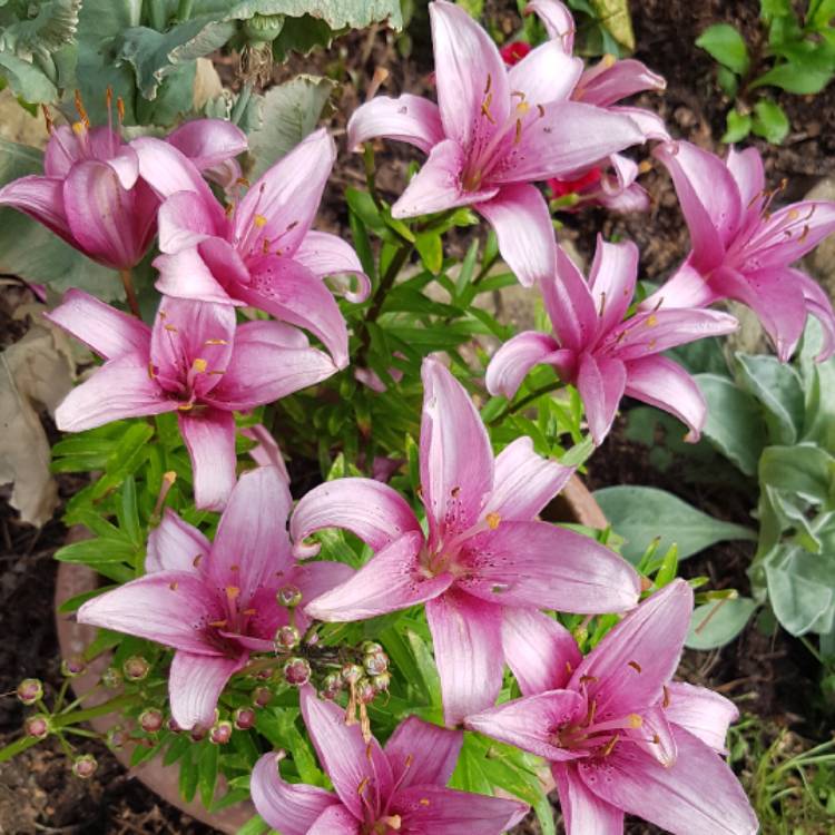 Plant image Agapanthus 'Wembworthy'