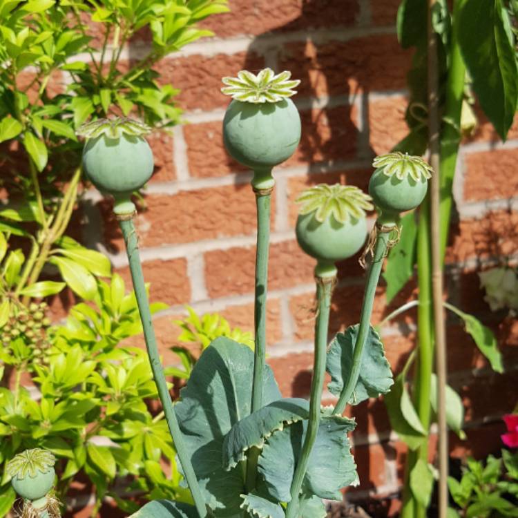 Plant image Papaver nudicaule 'Spring Fever White' (Spring Fever Series)