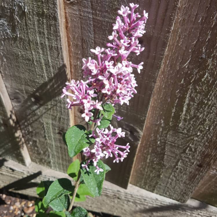 Plant image Syringa 'Morjos 060f' syn. Syringa 'Josee'