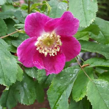 Rosa pendulina var. pendulina