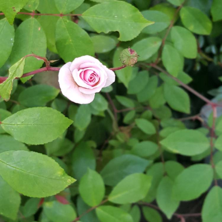 Plant image Rosa 'Cecile Brunner'