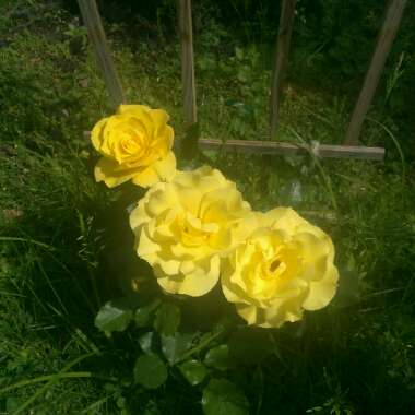 Rose 'Old Scotch Yellow'