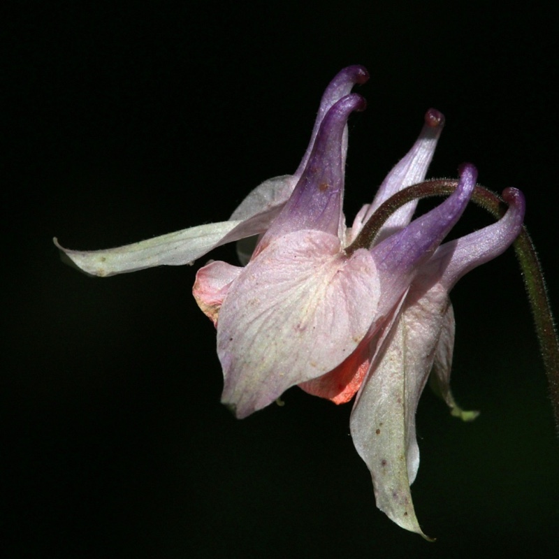 plant image 109569