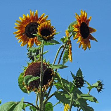 Helianthus annuus