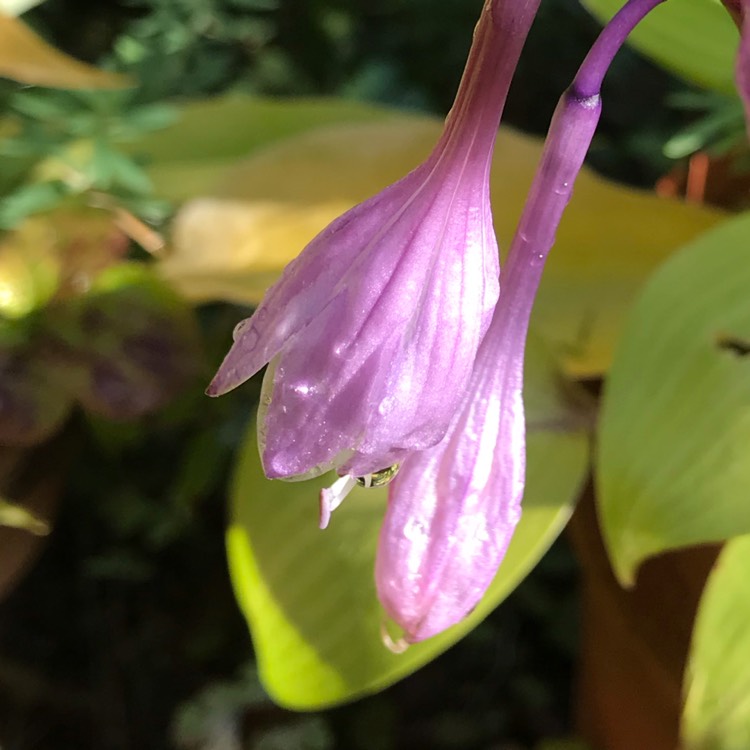 Plant image Hosta 'Purple Heart'