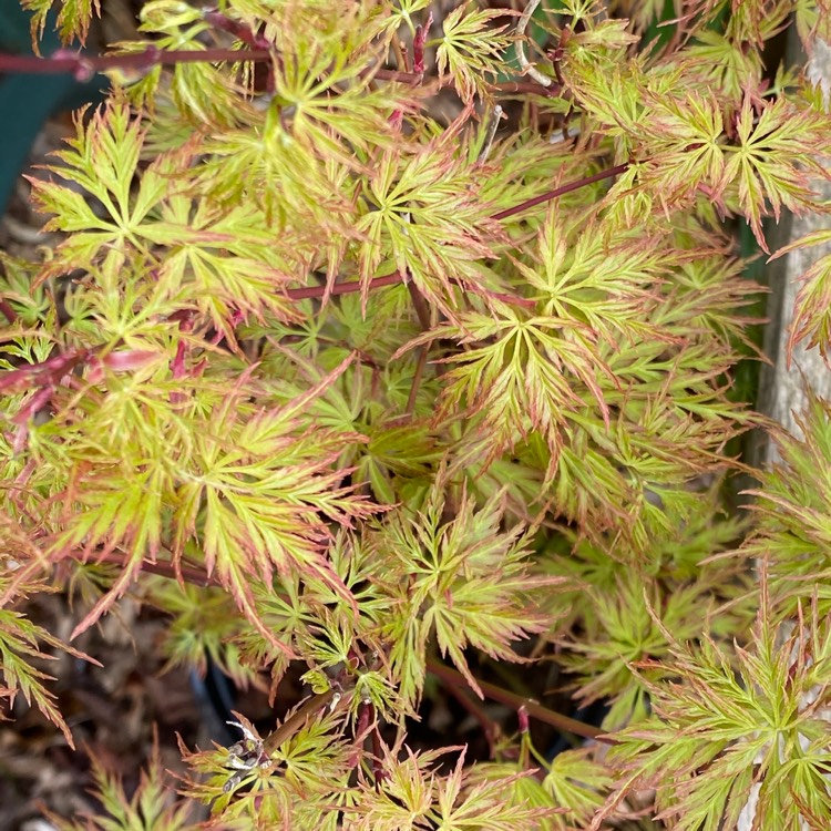 Acer palmatum 'Seiryu' (Dissectum Group) syn. Acer palmatum var ...