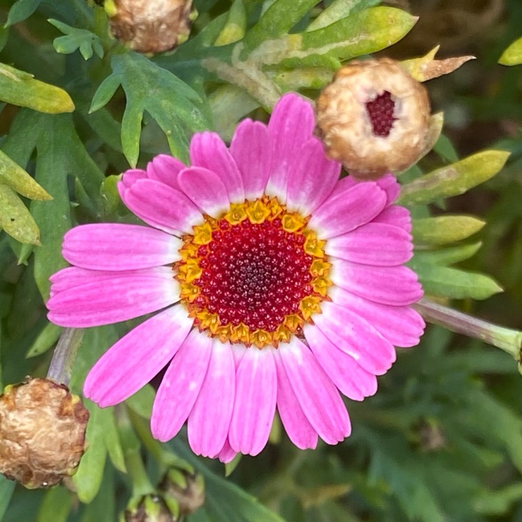 Plant image Argyranthemum frutescens 'Madeira Red'