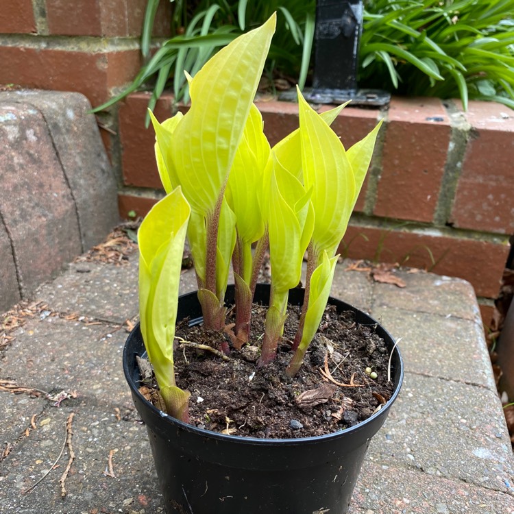 Plant image Hosta 'Fire Island'