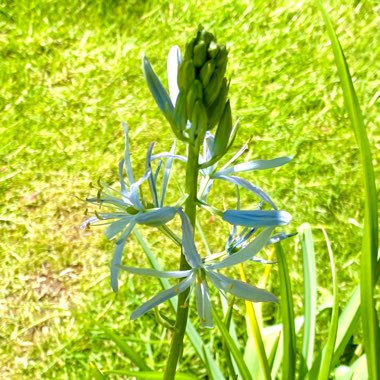 Camassia 'Blue Heaven'